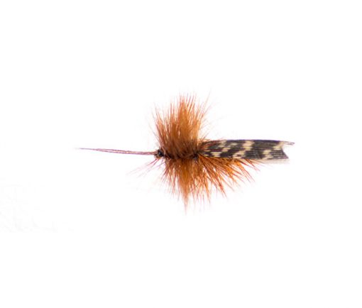 Brown Horned Sedge - Image 2