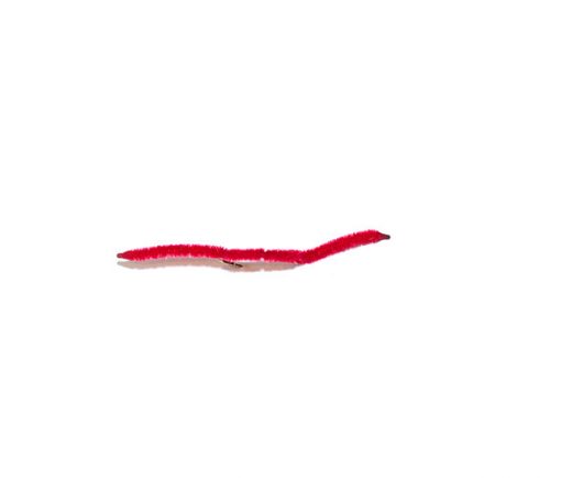 San Juan Blood Worm - Image 4