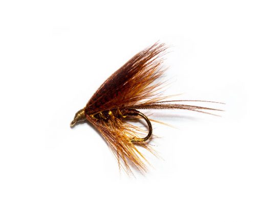 Fiery Brown Dabbler - Image 2