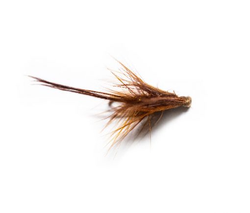 Fiery Brown Dabbler - Image 4