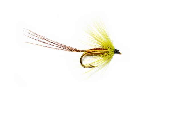 Exceptional Trout Fishing Fly, Galway Olive