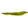 Olive snake green flash