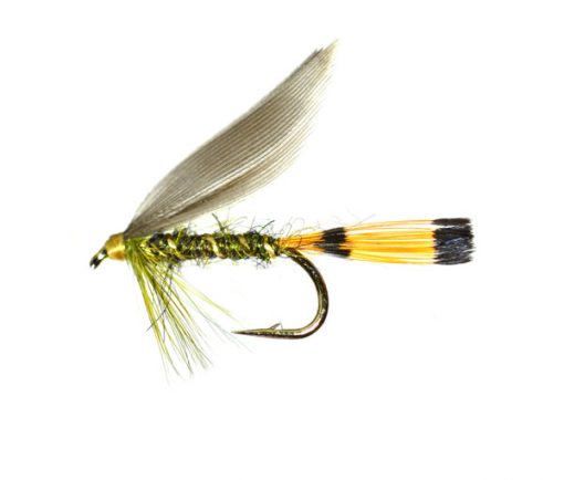 Sooty Olive Blae Wing Special Wet